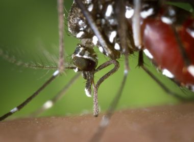 Dengue aumenta casos na BA.