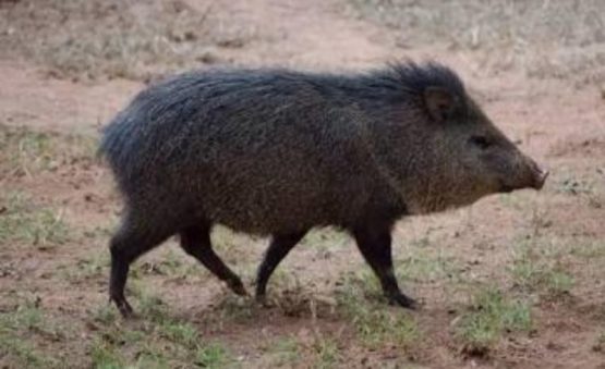 Catitu, também chamado de porco-do-mato. 