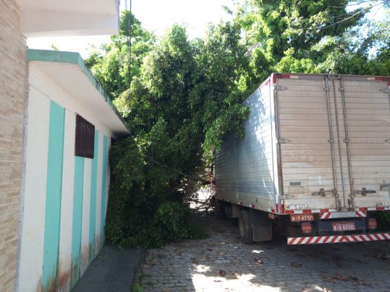 Árvore cobriu o caminhão.