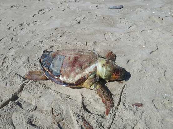 Animal encalhado na praia.